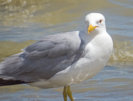 California Gull 4.jpg